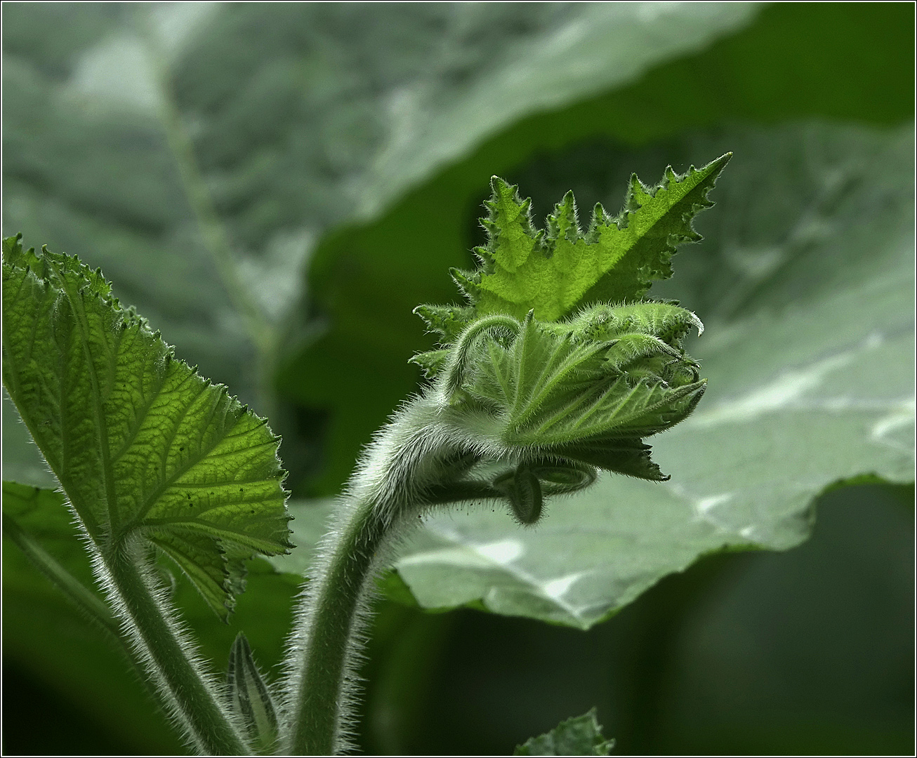 Image of Cucurbita maxima specimen.