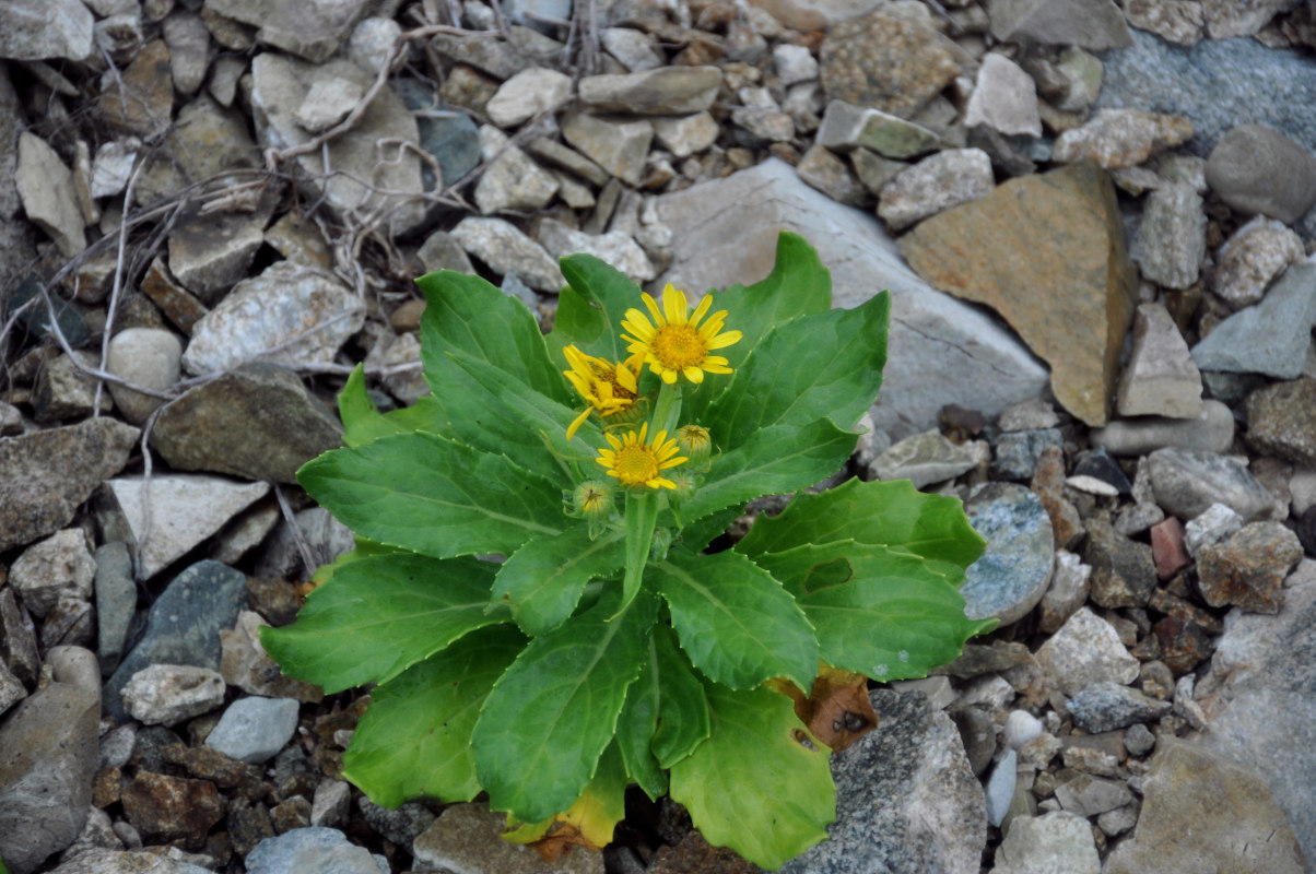 Image of Senecio pseudoarnica specimen.