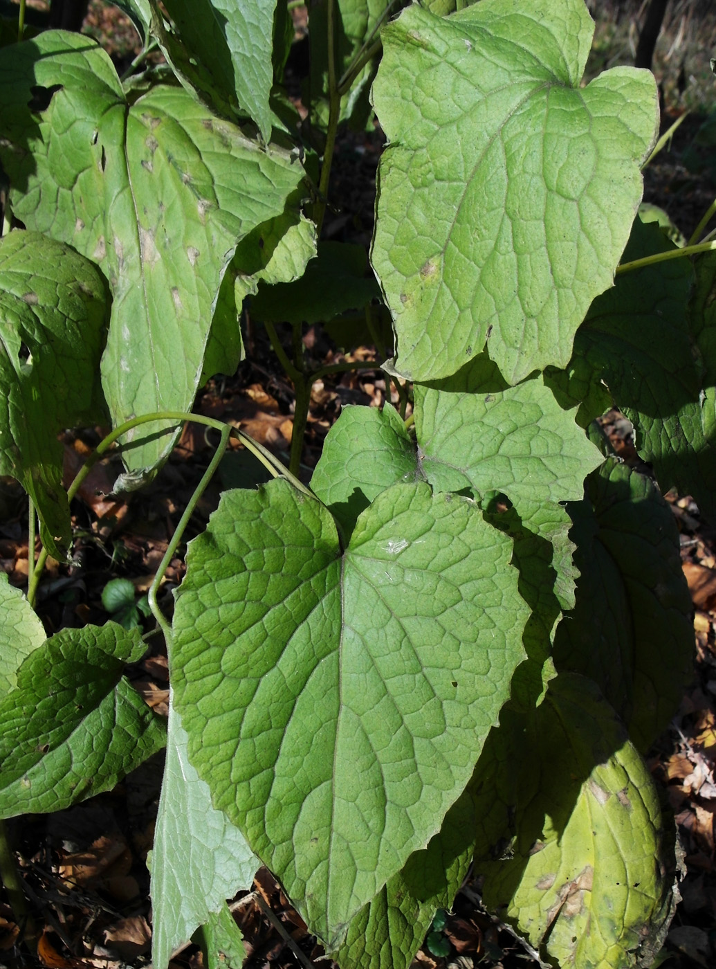 Изображение особи Lunaria rediviva.