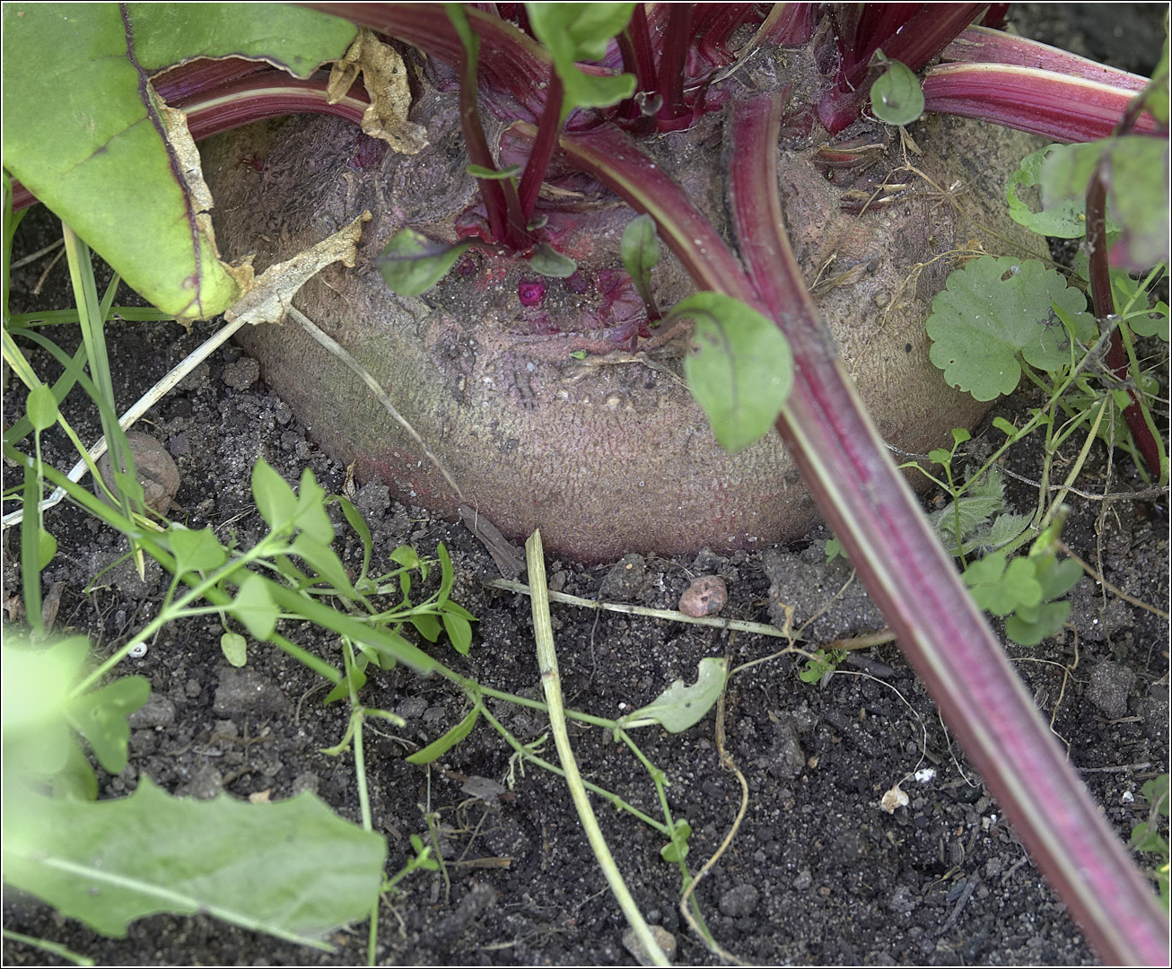 Image of Beta vulgaris specimen.