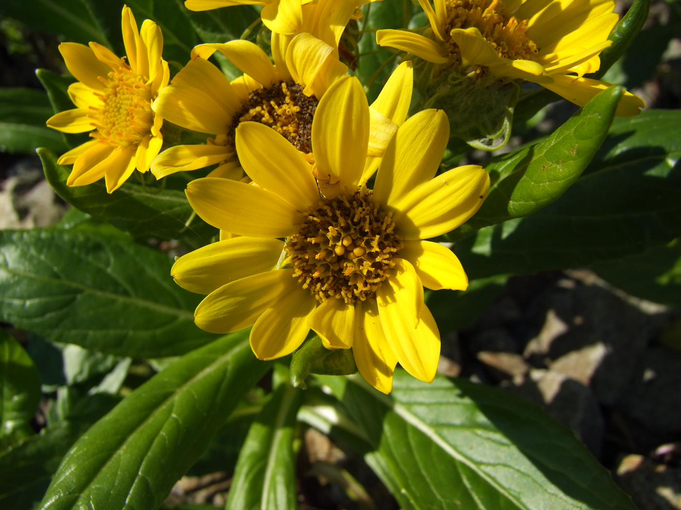 Image of Senecio pseudoarnica specimen.