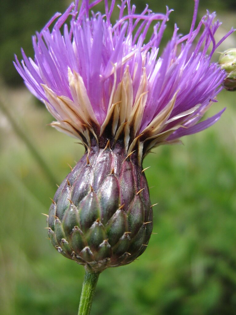 Image of Klasea radiata specimen.