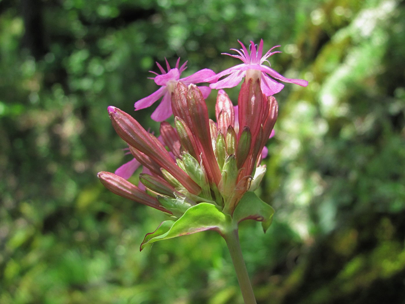Изображение особи Silene compacta.