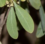 Image of taxon representative. Author is Татьяна Мальчинская