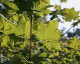 Acer circinatum. Часть побега (видна абаксиальная поверхность листьев). Москва, ГБС, дендрарий. 31.08.2021.