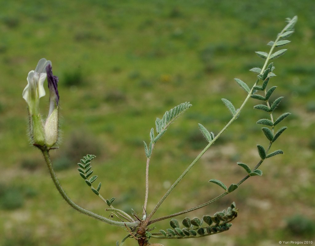 Image of genus Astragalus specimen.