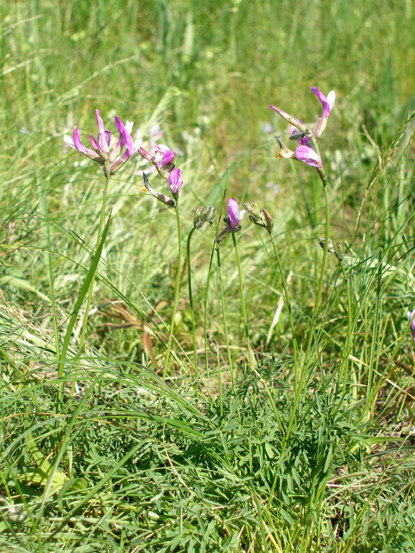 Изображение особи Astragalus macropus.