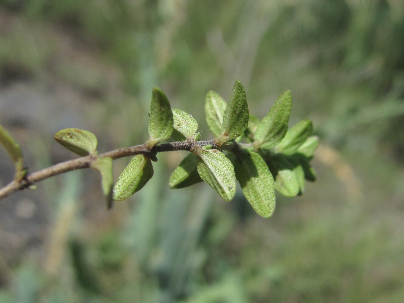Image of Satureja subdentata specimen.