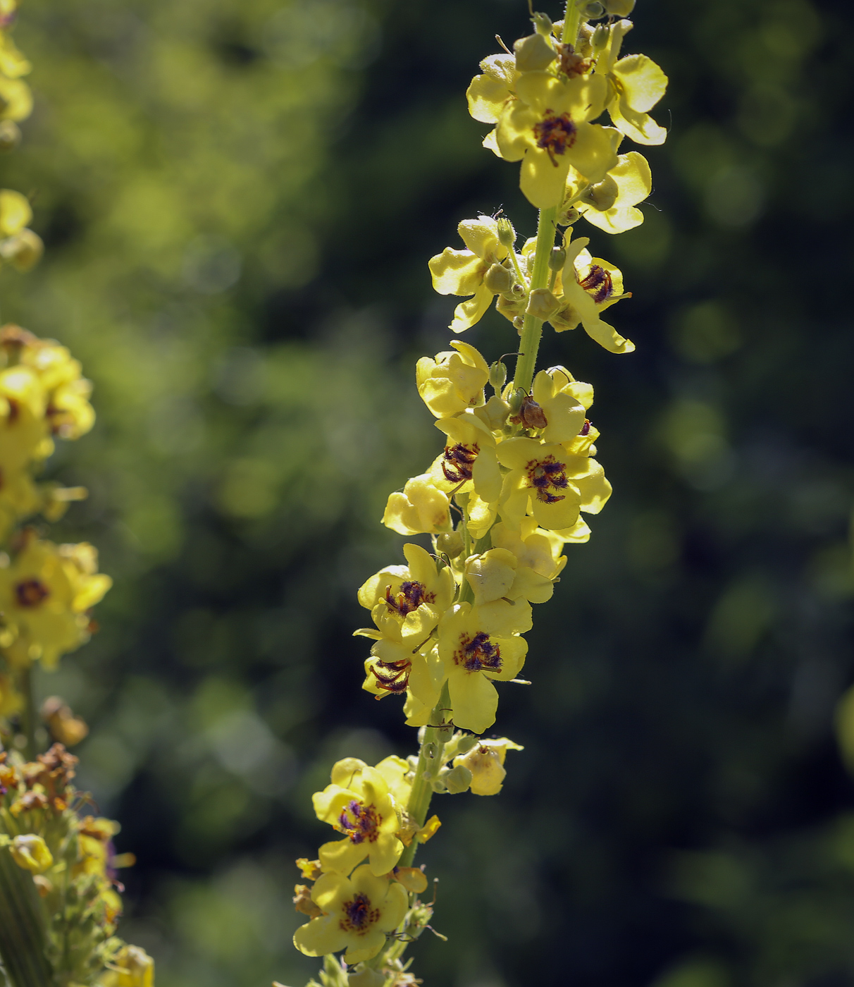 Image of Verbascum nigrum specimen.