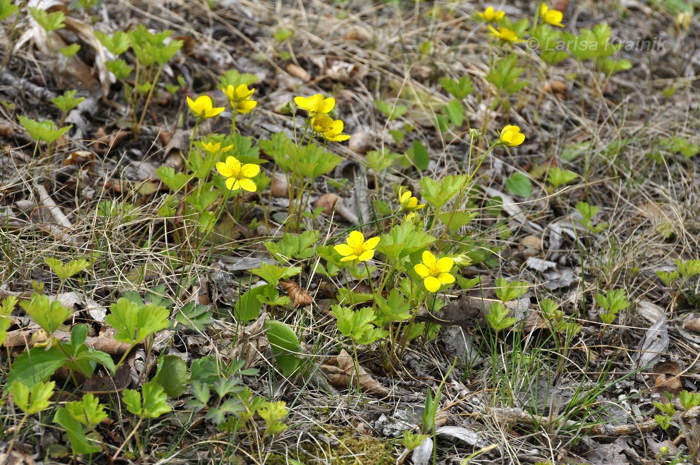 Изображение особи Waldsteinia ternata ssp. maximowicziana.