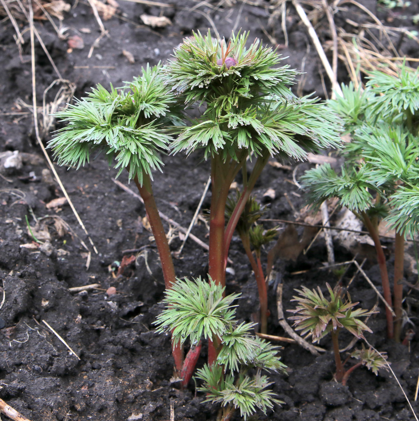 Изображение особи Paeonia tenuifolia.