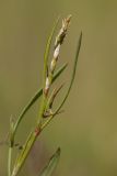 Rumex acetosella