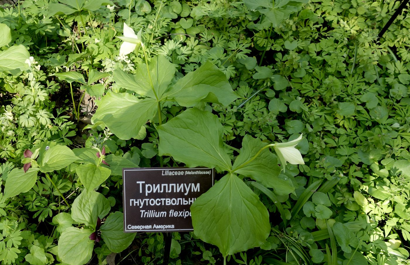 Изображение особи Trillium flexipes.