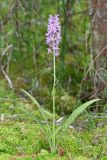 Dactylorhiza fuchsii. Цветущее растение (высота — 37 см, длина соцветия — 11 см). Ивановская обл., Фурмановский р-н, Хромцовское сельское поселение, окр. дер. Каликино, Уткинское болото, ключевое зеленомошное болото. 03 июля 2021 г.