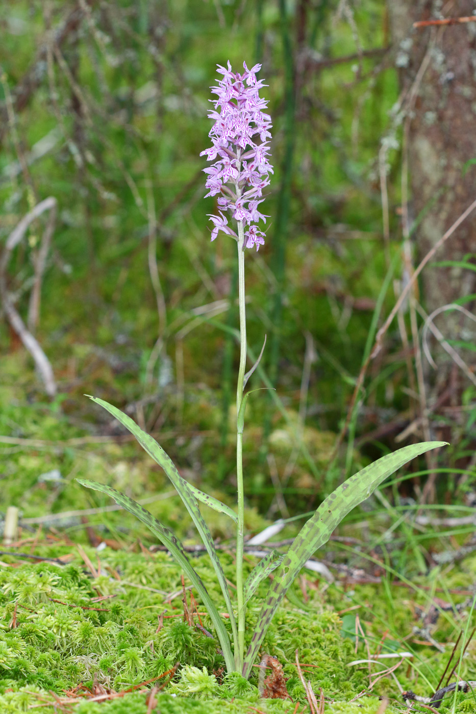 Image of Dactylorhiza fuchsii specimen.