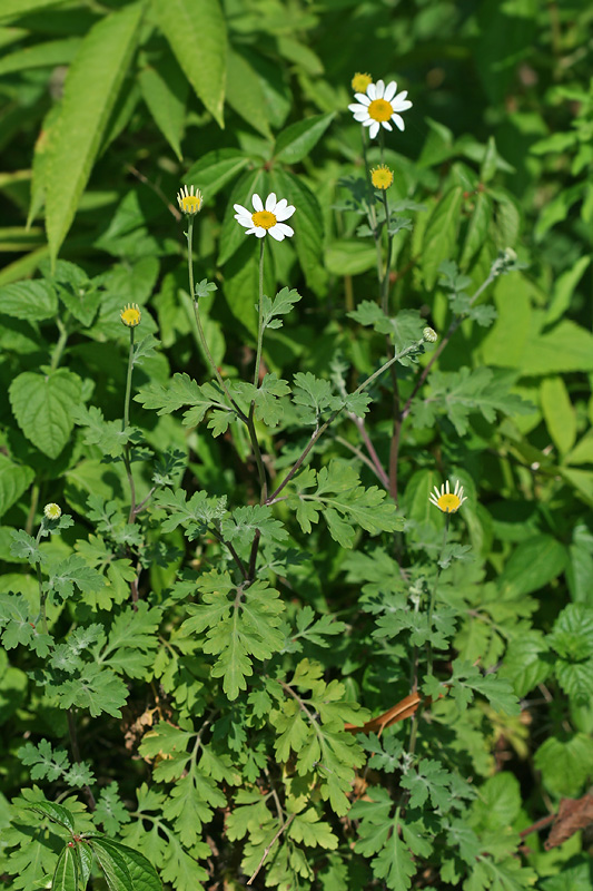 Image of Pyrethrum parthenifolium specimen.