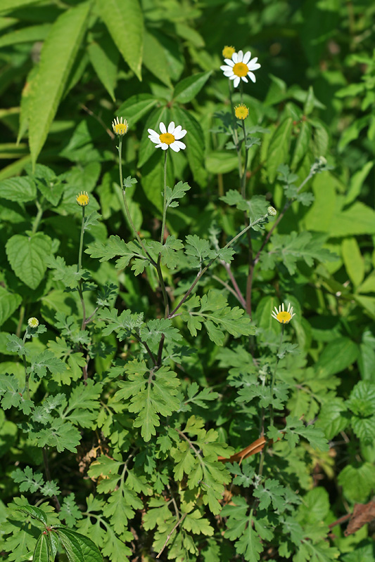 Изображение особи Pyrethrum parthenifolium.