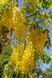 Cassia fistula