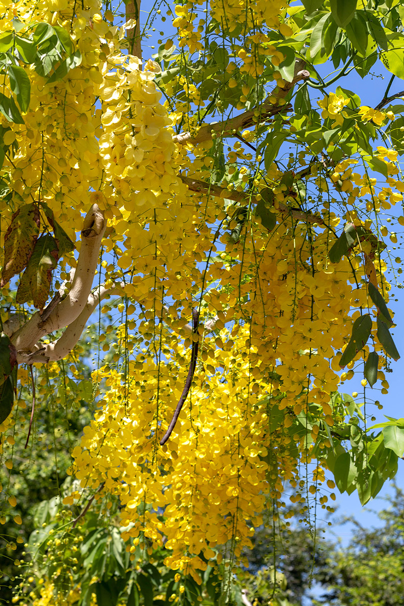 Изображение особи Cassia fistula.