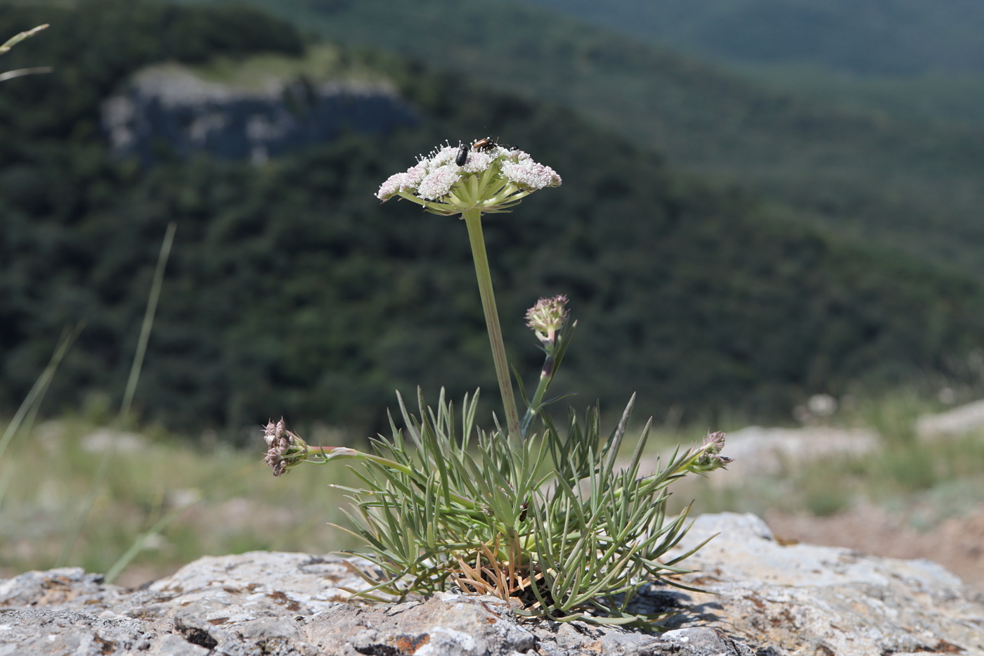 Image of Seseli lehmannii specimen.