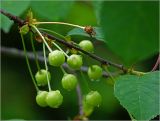 Cerasus vulgaris