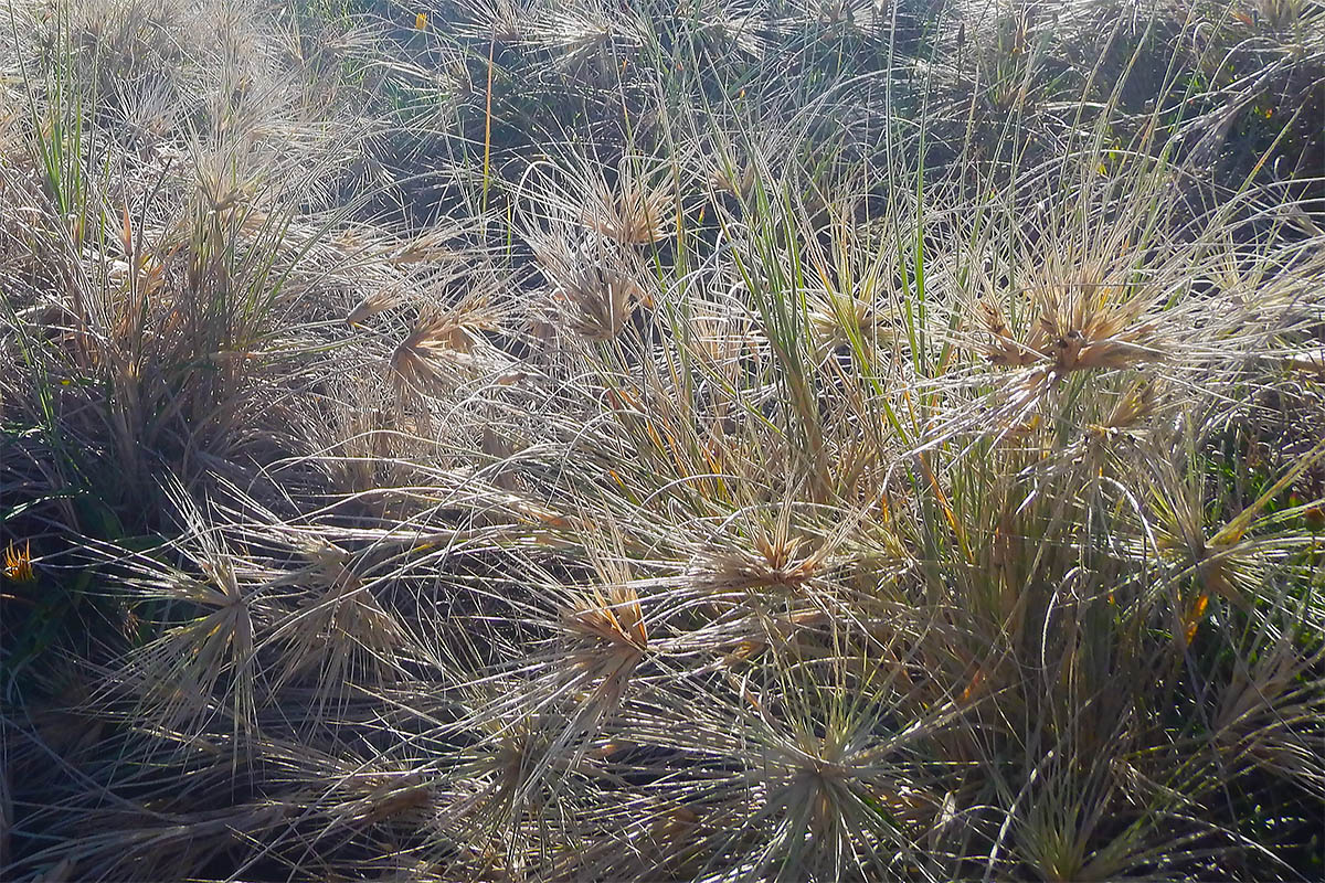 Изображение особи Spinifex sericeus.