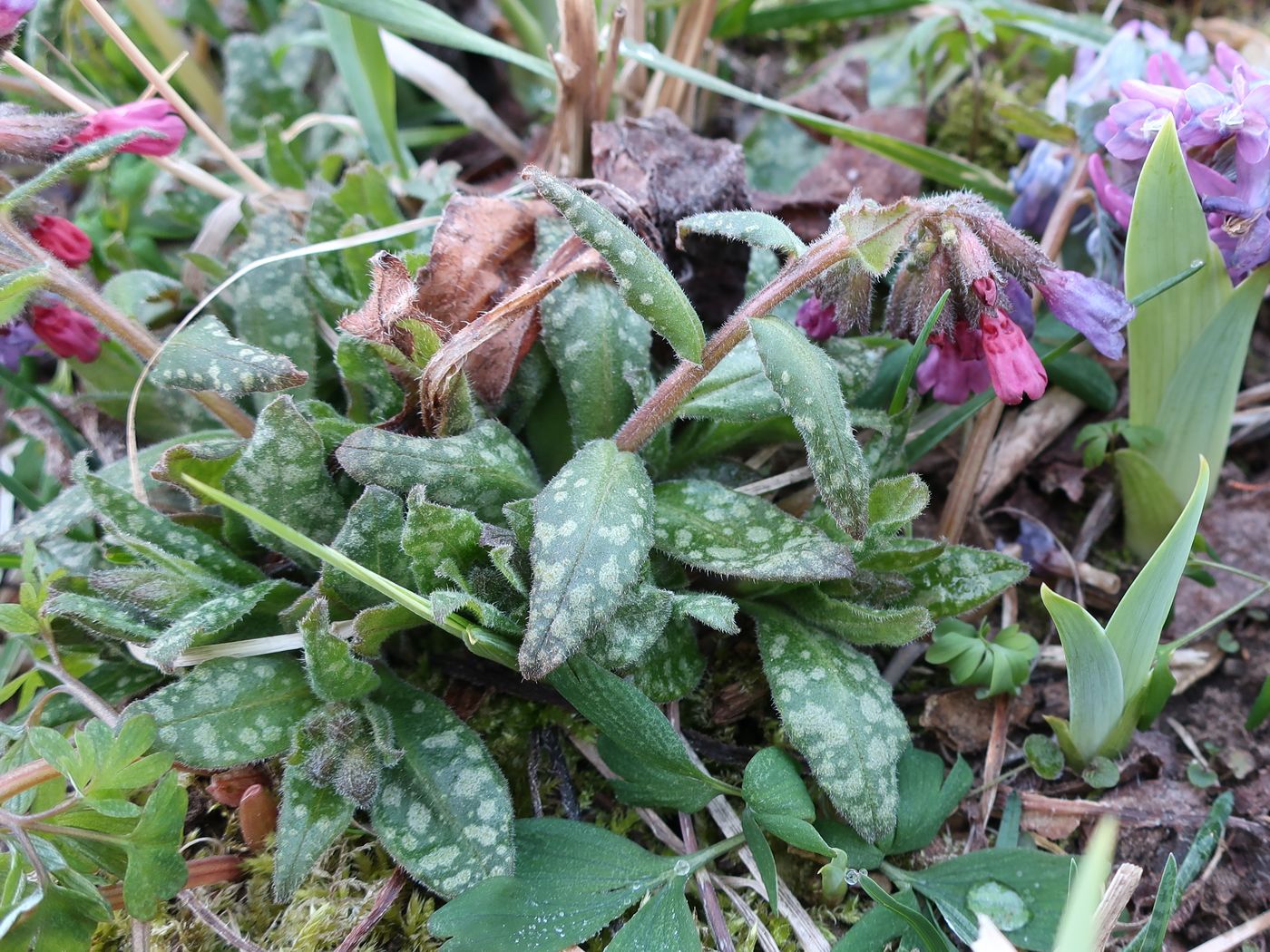 Image of Pulmonaria officinalis specimen.