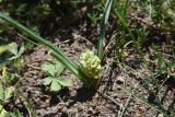 genus Muscari