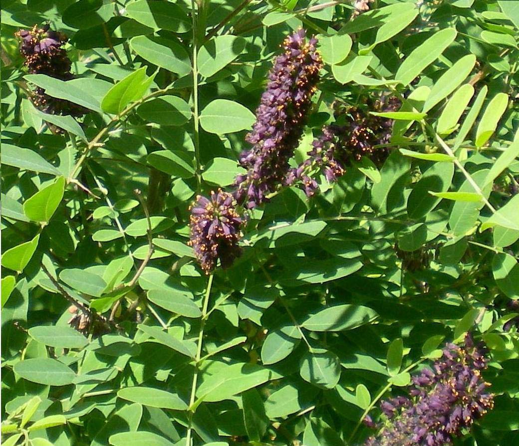 Изображение особи Amorpha fruticosa.