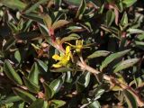 Ludwigia brevipes