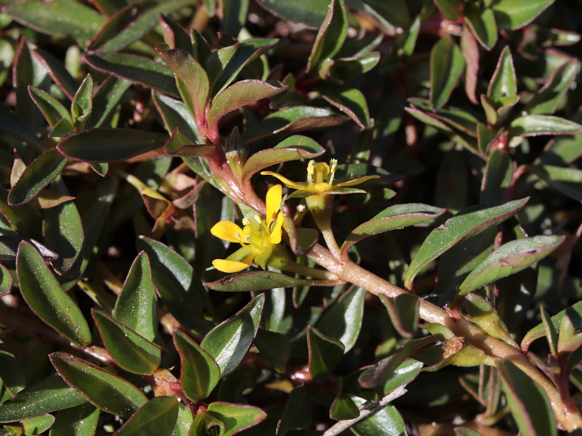 Изображение особи Ludwigia brevipes.