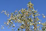 Sorbus persica