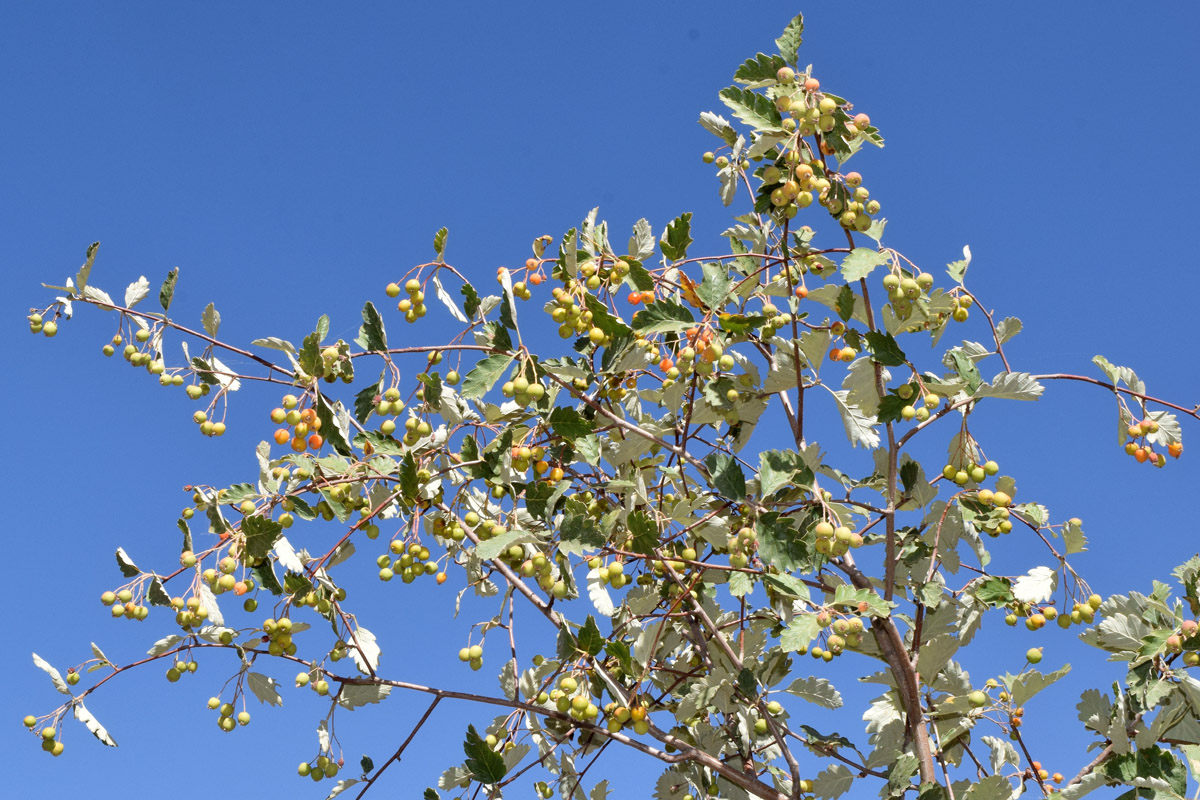 Изображение особи Sorbus persica.