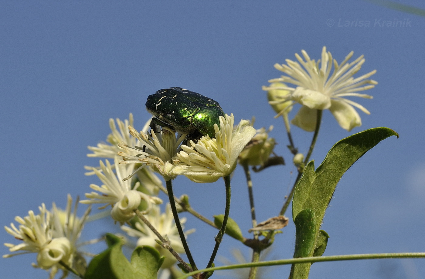 Image of Clematis vitalba specimen.