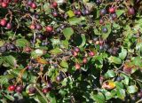 Cotoneaster lucidus