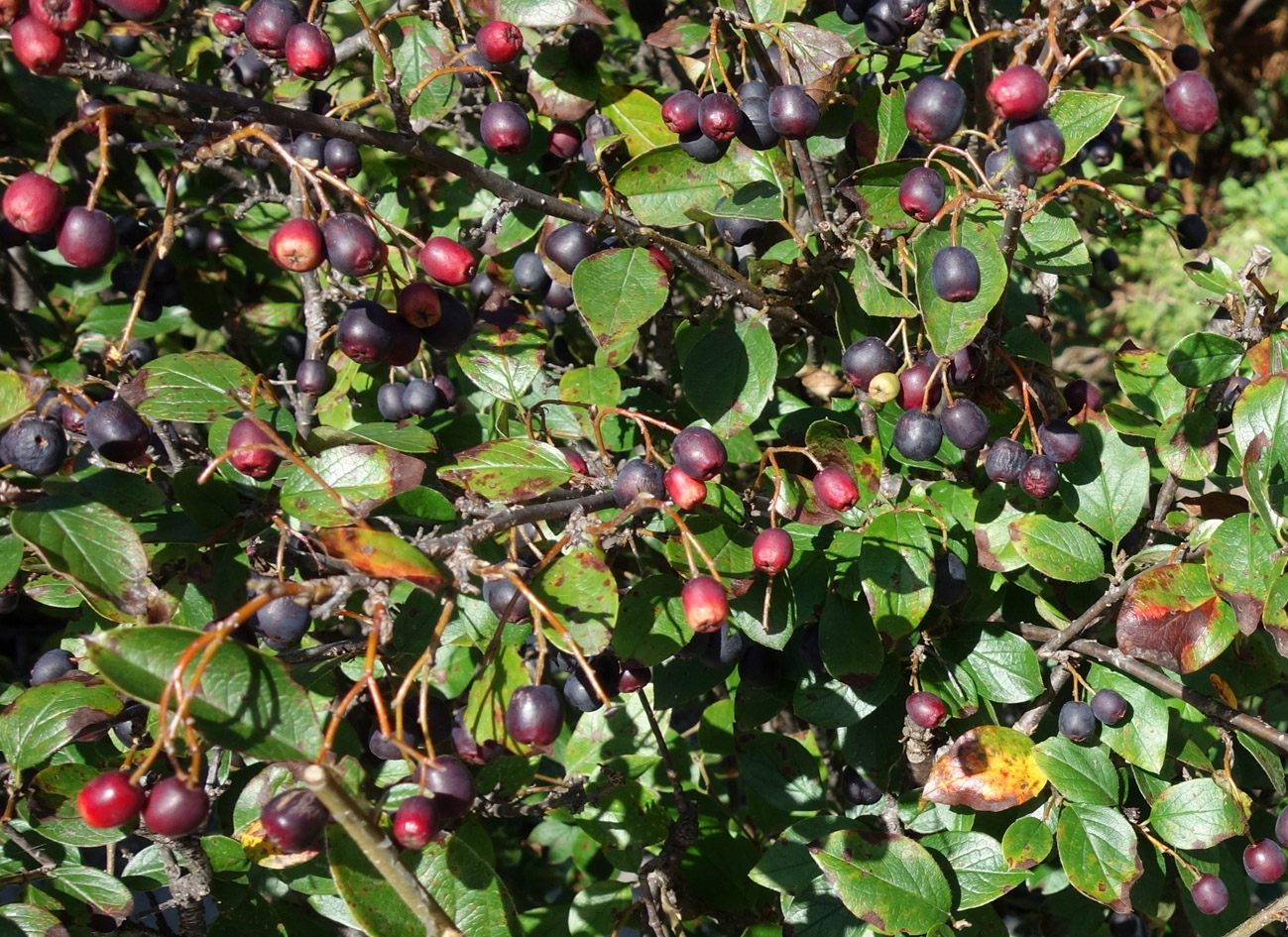 Image of Cotoneaster lucidus specimen.