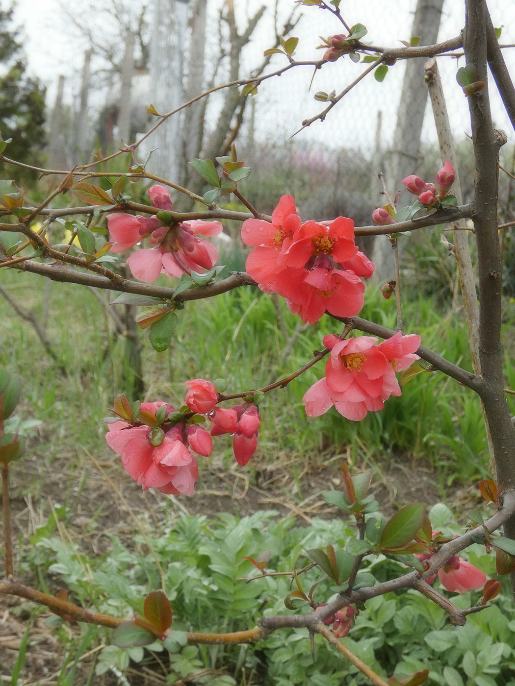 Image of Chaenomeles japonica specimen.