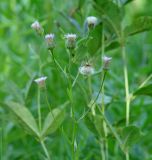 род Erigeron