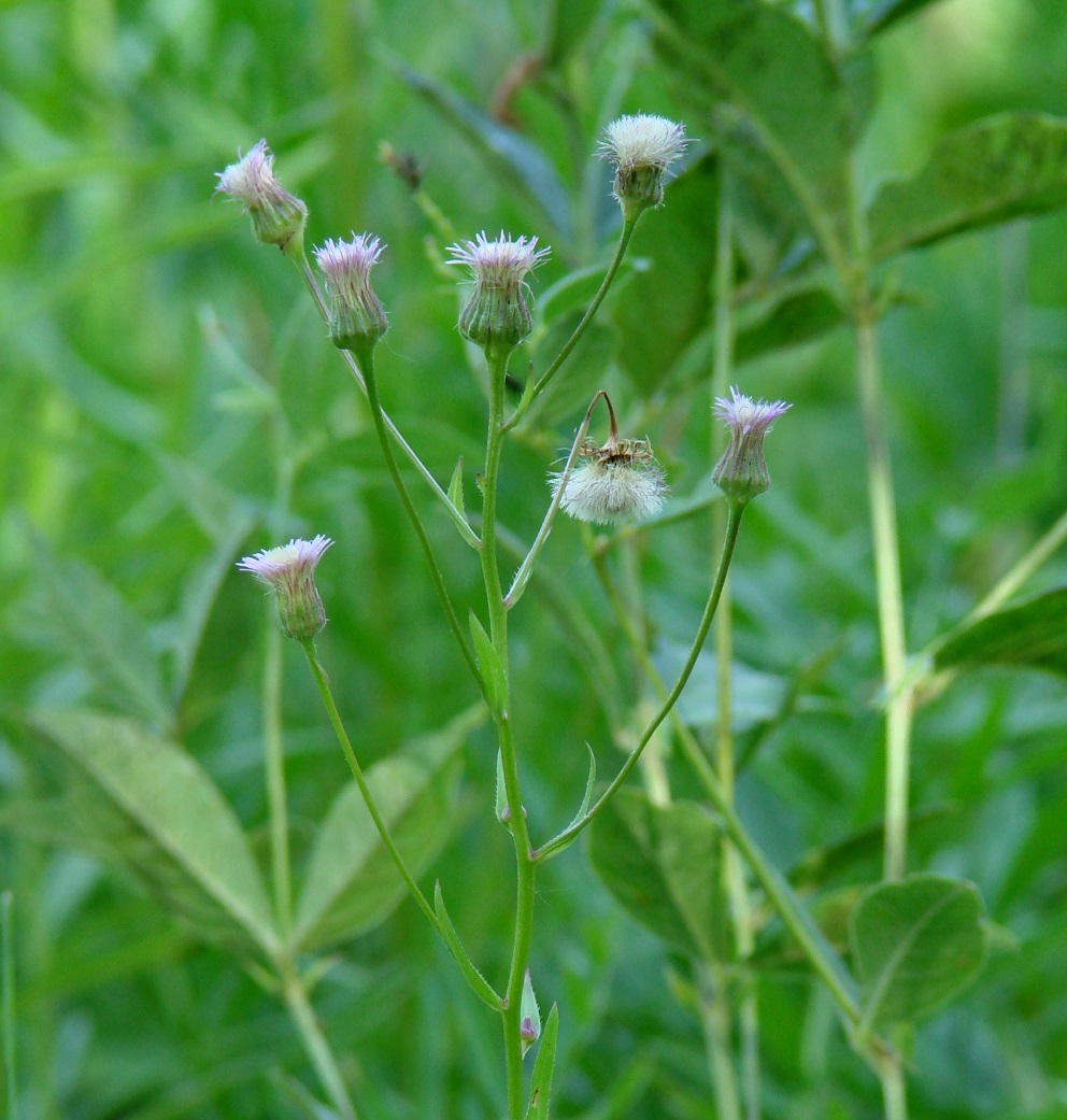 Изображение особи род Erigeron.