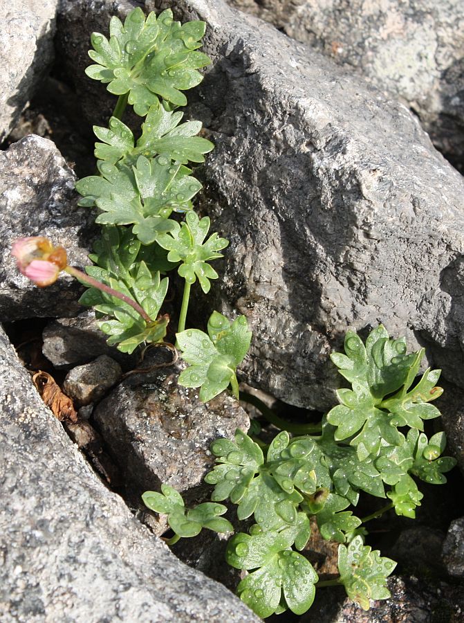 Image of Beckwithia glacialis specimen.