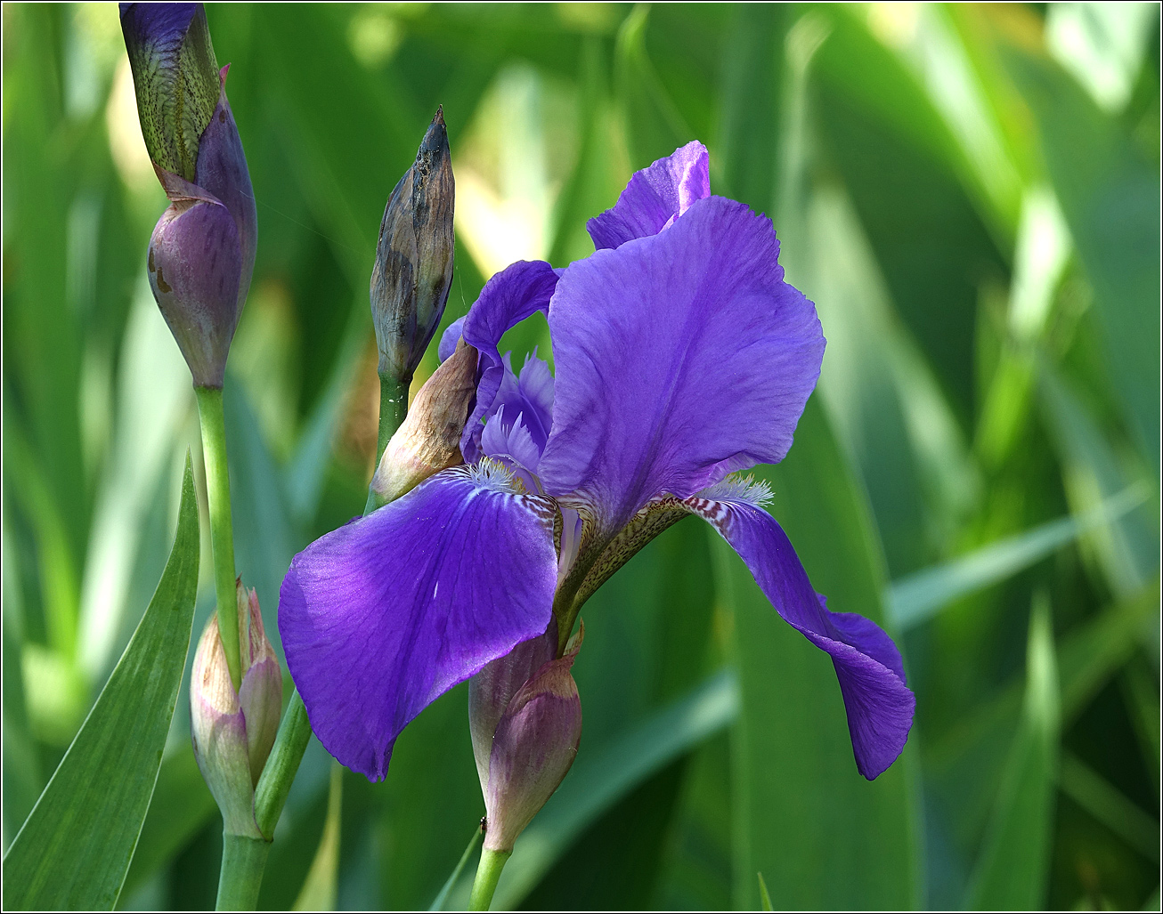 Изображение особи Iris nyaradyana.