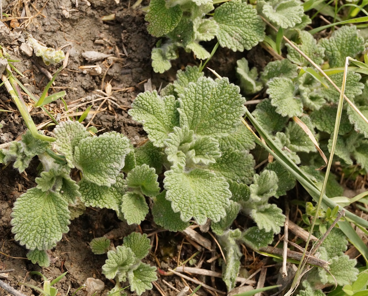 Изображение особи Marrubium vulgare.