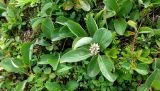 genus Salix. Плодоносящее растение. Камчатский край, Елизовский р-н, природный парк \"Южно-Камчатский\", Вилючинский перевал. 18.08.2022.