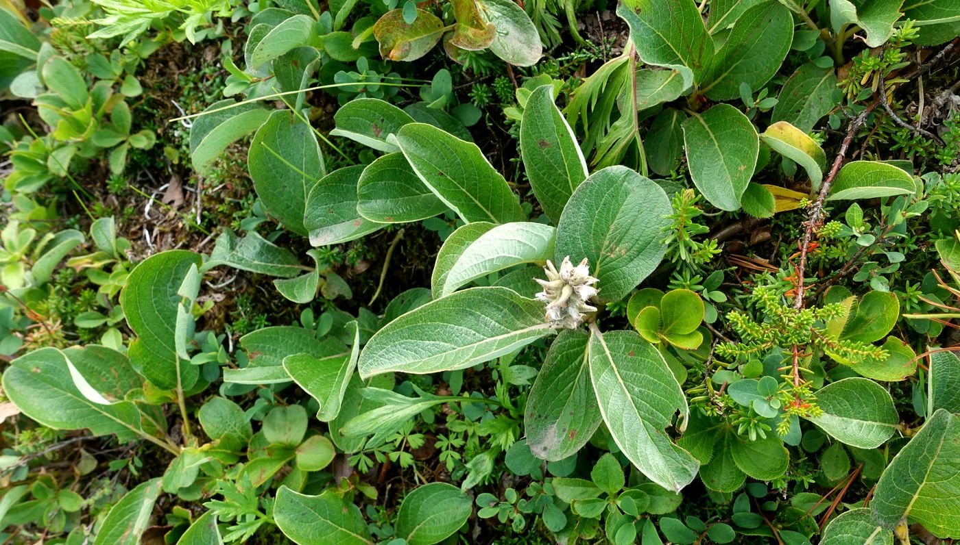 Image of genus Salix specimen.