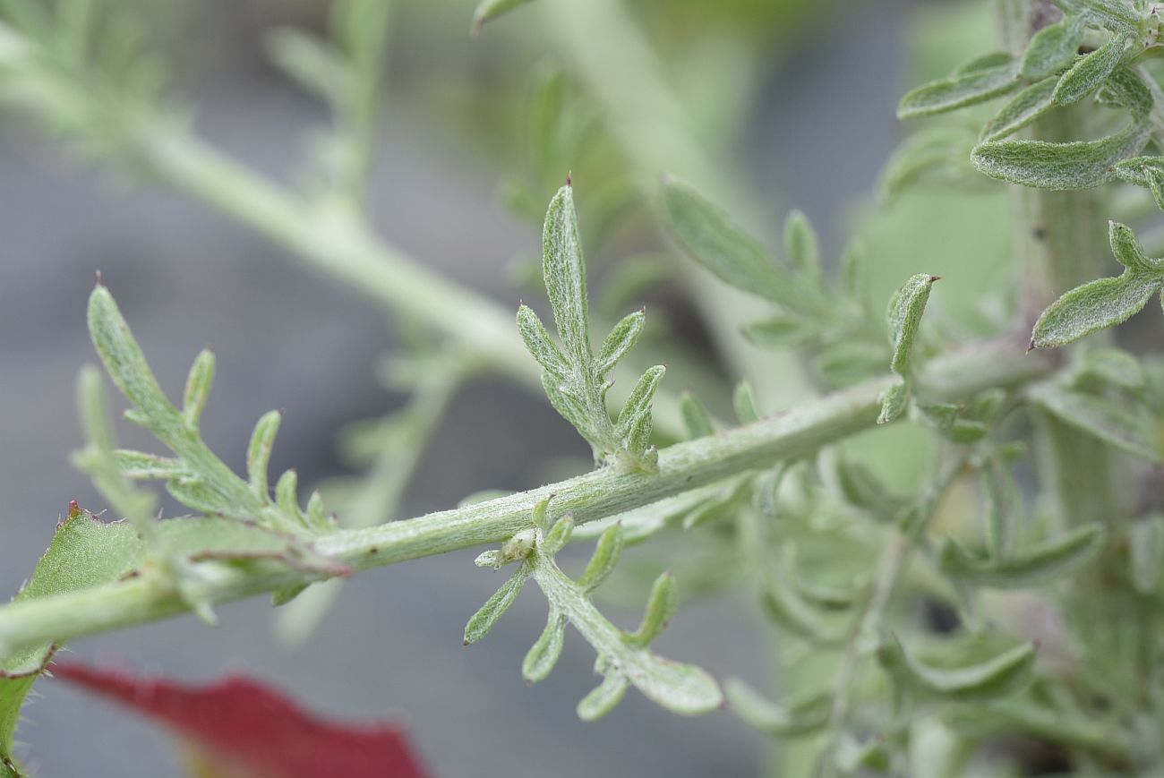 Image of Centaurea diffusa specimen.