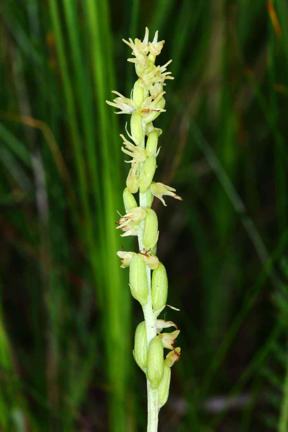 Image of Herminium monorchis specimen.