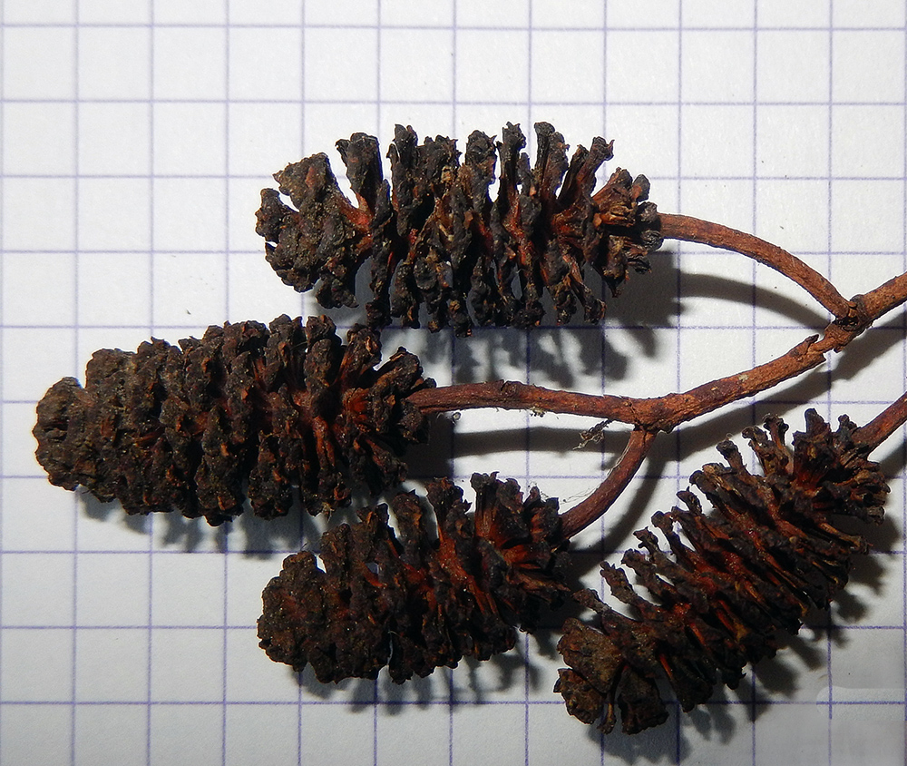 Изображение особи Alnus barbata.