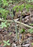 Corydalis multiflora