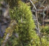 Dicranum polysetum. Вегетирующее растение. Пермский край, Оханский р-н, Тулумбаихинское сельское поселение, Кунчурихинский бор, хвойный лес, на древесине. 01.05.2022.