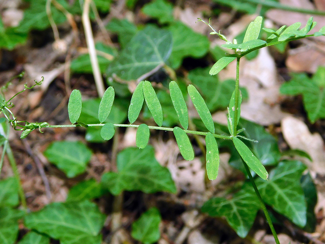 Image of Vicia loiseleurii specimen.